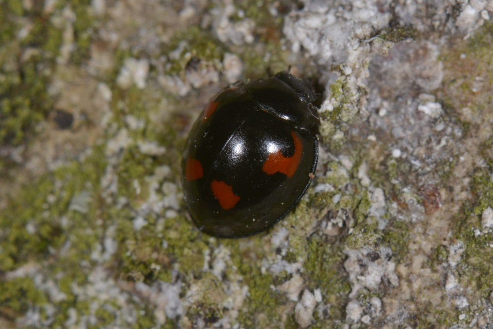 Exochomus quadripustulatus, Coccinellidae